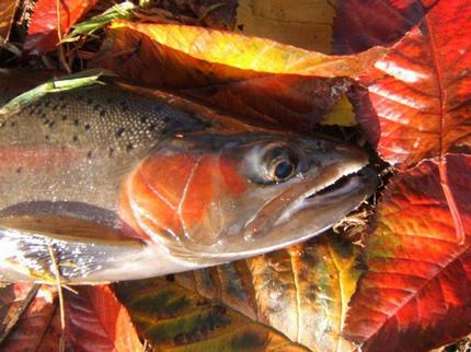 Autumn Fly Fish New Zealand - NZ Fly Fishing New Zealand Trout