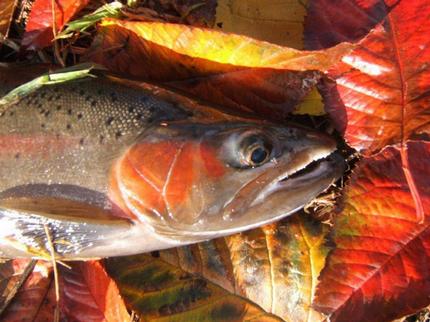 Autumn Fish