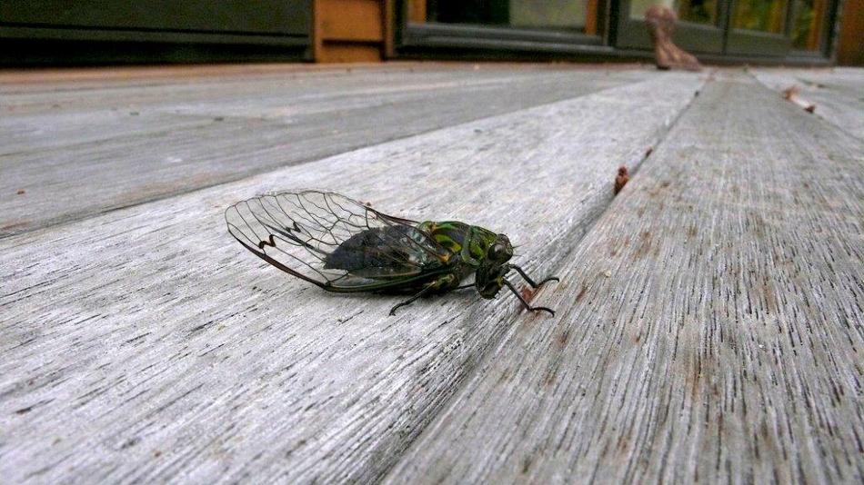 Fly Fishing New Zealand Cicada summer.